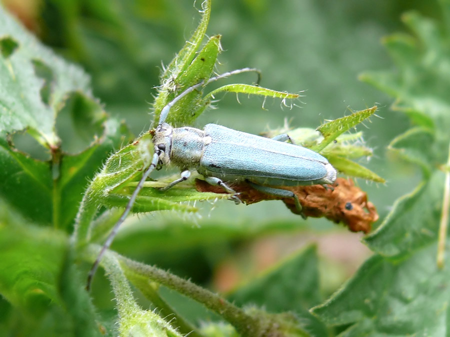 Phytoecia coerulescens (Cerambycidae)